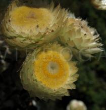 Helichrysum foetidum - Flower - Click to enlarge!