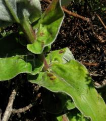 Helichrysum foetidum - Leaf insertion - Click to enlarge!