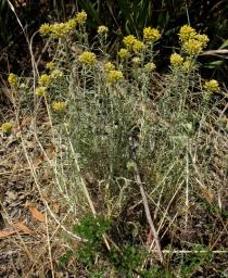 Helichrysum italicum - Habit - Click to enlarge!
