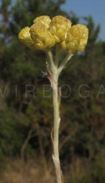 Helichrysum italicum - Flowerheads, side view - Click to enlarge!