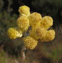 Helichrysum italicum - Flowerheads - Click to enlarge!