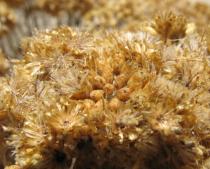 Helichrysum stoechas - Infructescence - Click to enlarge!