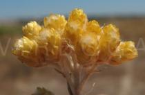 Helichrysum stoechas - Ripening infructescence - Click to enlarge!
