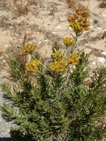 Helichrysum stoechas - Habit - Click to enlarge!