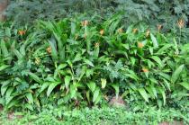 Heliconia psittacorum - Habit - Click to enlarge!