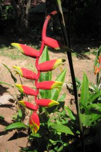 Heliconia rostrata - Inflorescence - Click to enlarge!