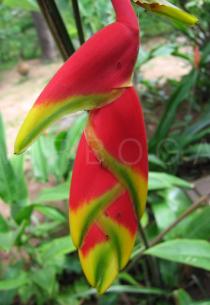 Heliconia rostrata - Terminal buds of inflorescence - Click to enlarge!