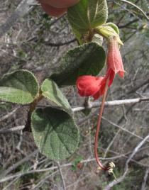 Helicteres baruensis - Flower - Click to enlarge!