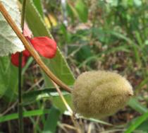 Helicteres baruensis - Fruit - Click to enlarge!