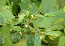 Helicteres elongata - Twig - Click to enlarge!