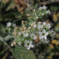 Heliotropium europaeum - Flowers - Click to enlarge!