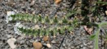Heliotropium europaeum - Inflorescence - Click to enlarge!