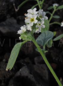 Heliotropium europaeum - Inflorescence, close-up - Click to enlarge!