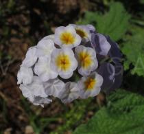 Heliotropium indicum - Flowers - Click to enlarge!