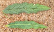 Heliotropium zeylanicum - Upper and lower surface of leaf - Click to enlarge!