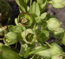 Helleborus foetidus - Flowers - Click to enlarge!
