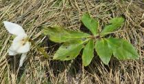 Helleborus niger - Upper surface of leaf - Click to enlarge!