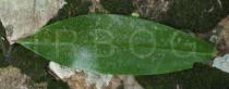 Hellenia speciosa - Lower surface of leaf - Click to enlarge!