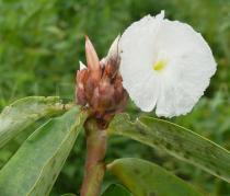 Hellenia speciosa - Flower - Click to enlarge!