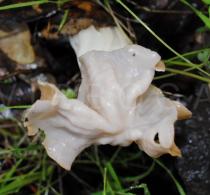 Helvella crispa - Habit, view from above - Click to enlarge!