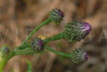 Hemistepta lyrata - Flower head buds - Click to enlarge!