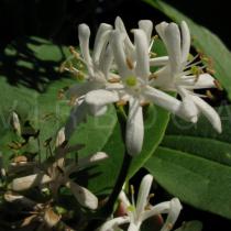 Heptacodium jasminoides - Flowers - Click to enlarge!