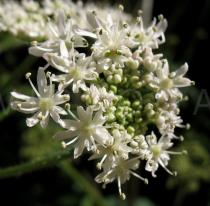 Heracleum sphondylium - Flowers - Click to enlarge!