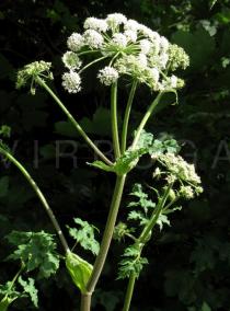 Heracleum sphondylium - Inflorescence - Click to enlarge!