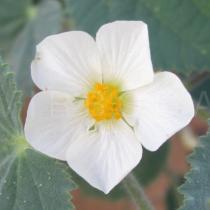 Herissantia tiubae - Flower - Click to enlarge!