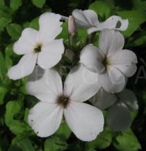 Hesperis matronalis - Flowers - Click to enlarge!