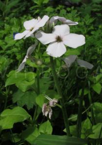 Hesperis matronalis - Flower, side view - Click to enlarge!