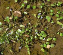Heteranthera oblongifolia - Habit - Click to enlarge!