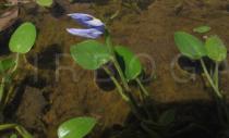 Heteranthera oblongifolia - Flower - Click to enlarge!