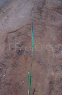 Heteropogon contortus - Inflorescence - Click to enlarge!