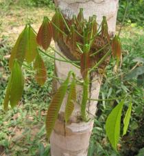 Hevea brasiliensis - Juvenil foliage - Click to enlarge!