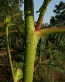 Hibiscus aspera - Rough stem section - Click to enlarge!