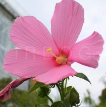 Hibiscus moscheutos - Flower - Click to enlarge!