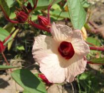 Hibiscus sabdariffa - Flower - Click to enlarge!