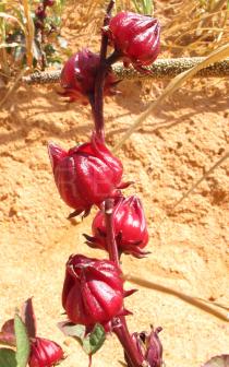 Hibiscus sabdariffa - Fruits - Click to enlarge!