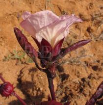 Hibiscus sabdariffa - Flower, side view - Click to enlarge!
