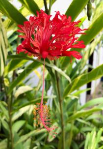 Hibiscus schizopetalus - Flower - Click to enlarge!