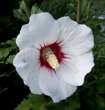Hibiscus syriacus - Flower - Click to enlarge!