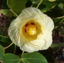 Hibiscus tiliaceus - Flower - Click to enlarge!