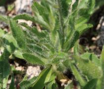 Hieracium alpinum - Basal foliage - Click to enlarge!