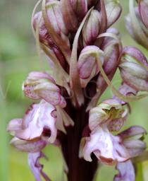 Himantoglossum robertianum - Flowers - Click to enlarge!