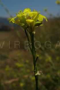 Hirschfeldia incana - Inflorescence - Click to enlarge!