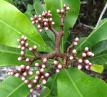 Hortia arborea - Inflorescence - Click to enlarge!