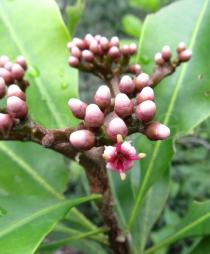 Hortia arborea - Flower and flower buds - Click to enlarge!