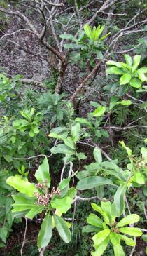 Hortia arborea - Foliage - Click to enlarge!