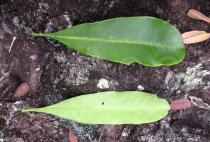 Hortia arborea - Upper and lower surface of leaves - Click to enlarge!